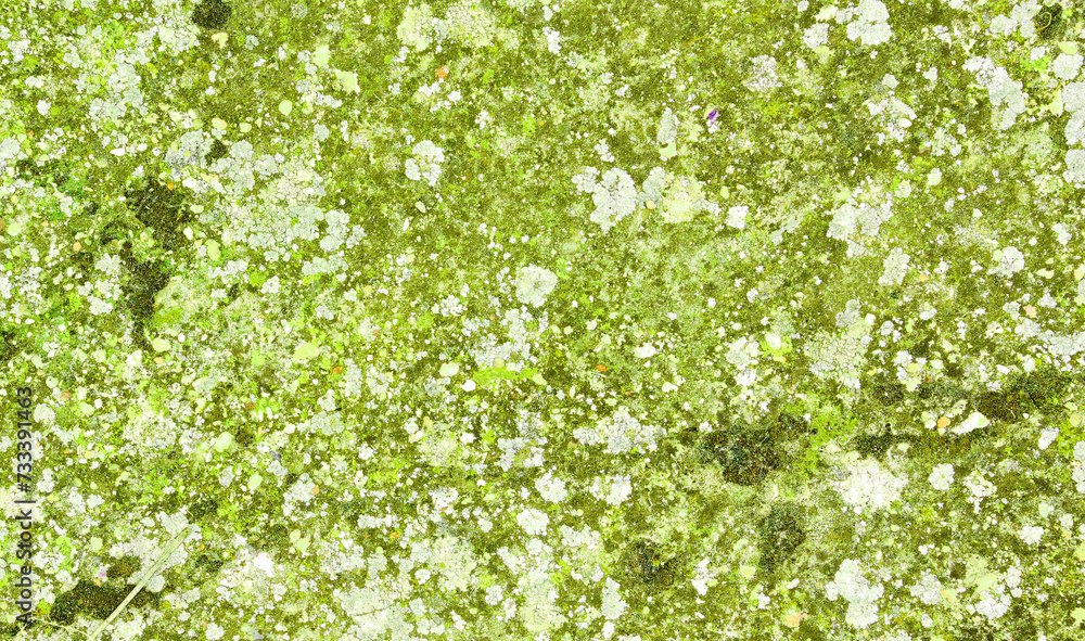 Soil with moss, lichens and other organic materials. Soil with moss, lichens and other organic materials.