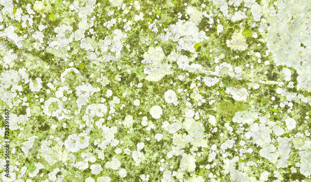 Soil with moss, lichens and other organic materials. Soil with moss, lichens and other organic materials.