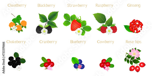 Set of berries with names on a white background.