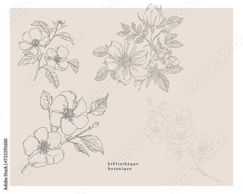 Fototapeta Naklejka Na Ścianę i Meble -  Rose hip wild spring flowers, abstract floral sketch art