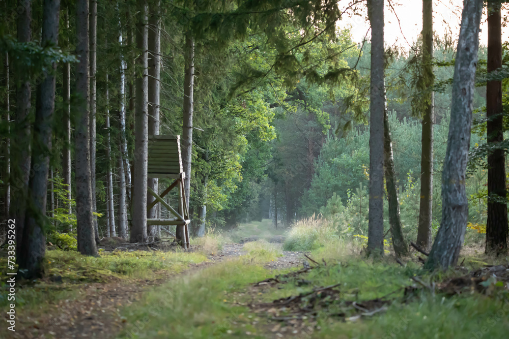 A hunting lodge in the forest in the morning - obrazy, fototapety, plakaty 