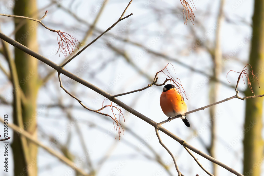 Common bullfinch, bullfinch, Pyrrhula pyrrhula Common bullfinch, bullfinch, Pyrrhula pyrrhula