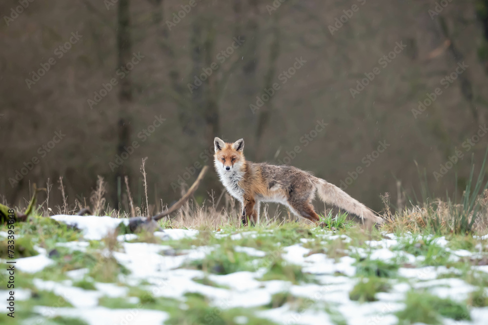 Red fox, common fox, Vulpes vulpes Red fox, common fox, Vulpes vulpes