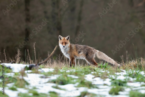Fototapeta Naklejka Na Ścianę i Meble -  Red fox, common fox, Vulpes vulpes