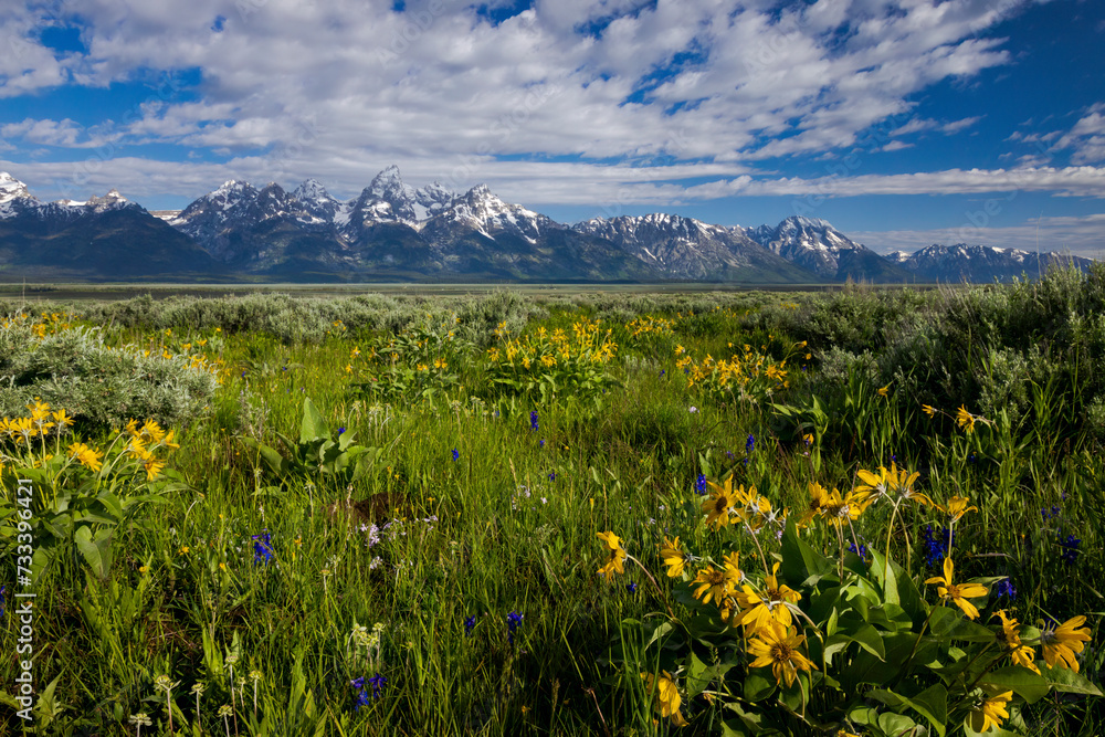 Grand Tetons with Late Spring Flowers