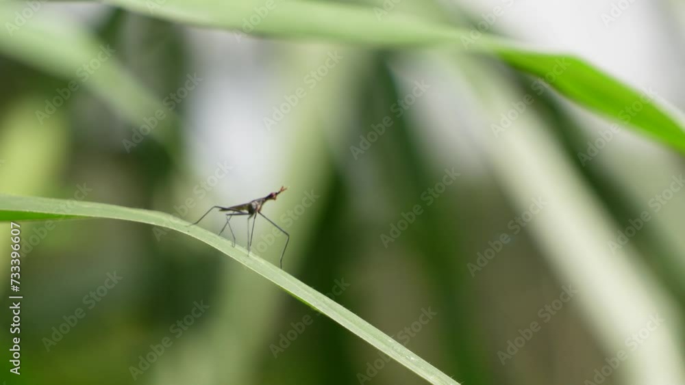 Small insect perched on the swaying grass leaves in the wind with gentle sunlight in the morning. A mosquito on the moving green leaves with bokeh grassland backgrounds. Small insect perched on the swaying grass leaves in the wind with gentle sunlight in the morning. A mosquito on the moving green leaves with bokeh grassland backgrounds.