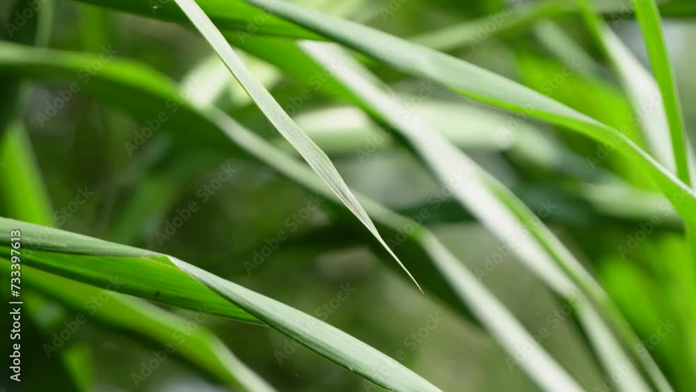 Grass leaves swaying in the wind with gentle sunlight in the morning. Long green leaves from the grass moving with bokeh grassland backgrounds. Grass leaves swaying in the wind with gentle sunlight in the morning. Long green leaves from the grass moving with bokeh grassland backgrounds.