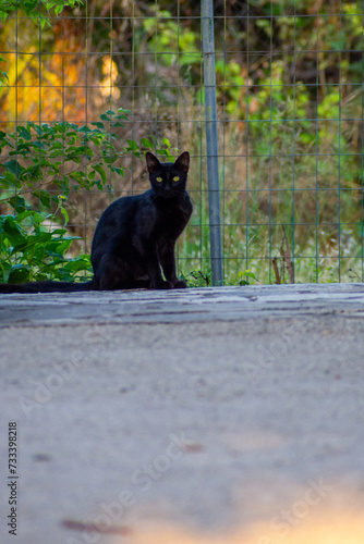 Black adult house cat, standing up side ways. Looking straight to camera.