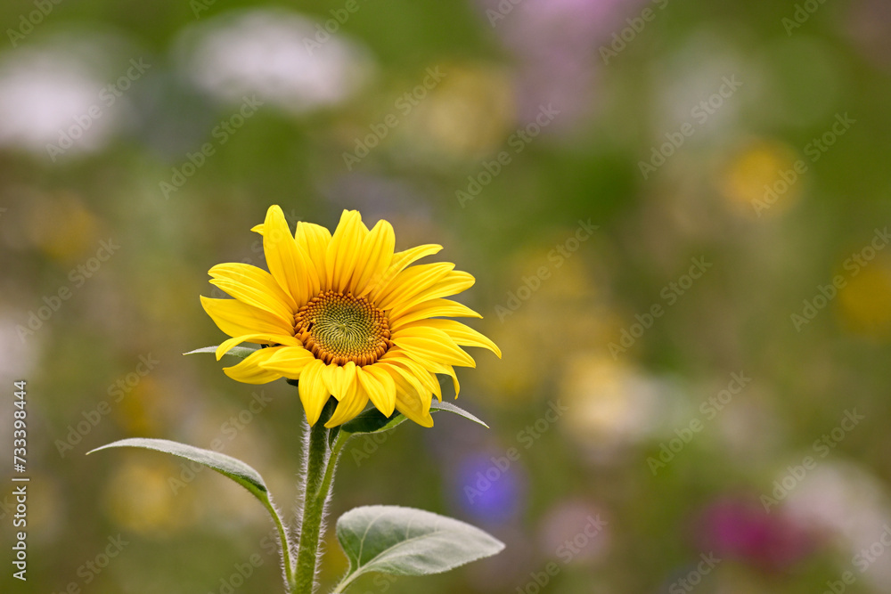 Fleur de tournesol en prairie naturelle, en illustration principale ou arrière plan fleuri. Espace pour texte