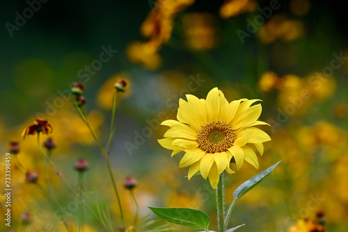 Fleur de tournesol en prairie naturelle, en illustration principale ou arrière plan fleuri. Espace pour texte