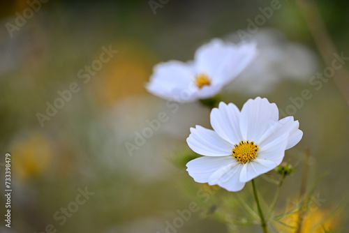 Fleur colorée avec un joli bokeh dans une prairie fleurie. Espace disponible pour texte. Comme arrière plan ou illustration principale. 