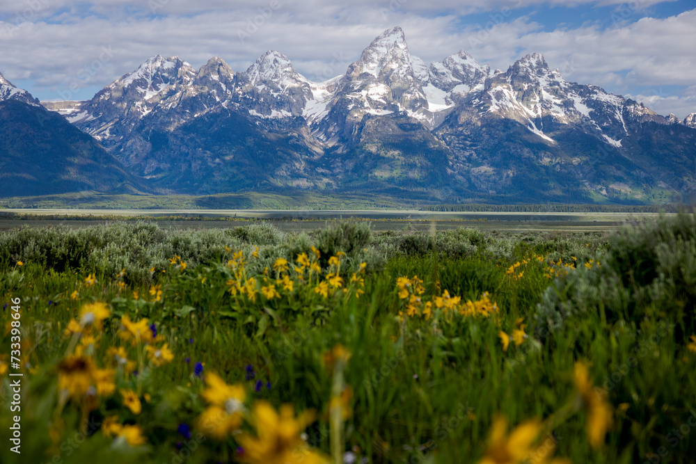 Grand Tetons with Late Spring Flowers Grand Tetons with Late Spring Flowers