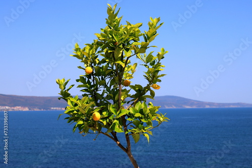 Fototapeta Naklejka Na Ścianę i Meble -  Ripe lemon on tree branch in sunlight. Close-up. Lemon tree against background of sea