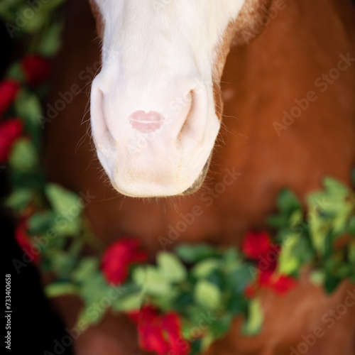 Horse Valentine Kiss