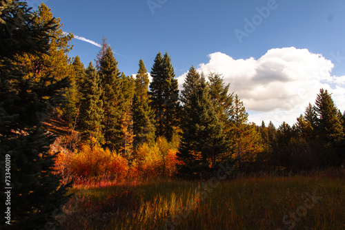 walking in the orange