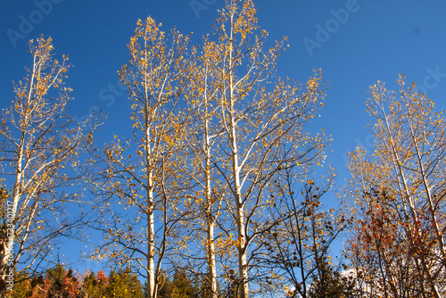 autumn trees in the park