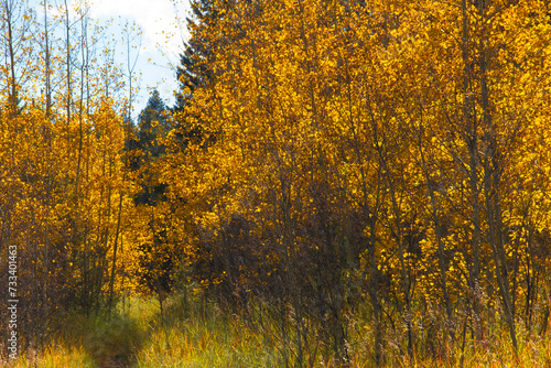 close up of yellow leaves