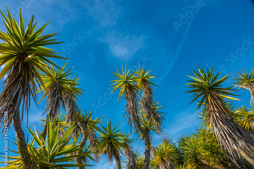 Canary Islands Dragon Trees  Dracaena Draco  thriving in the Algarve region of Southern Portugal