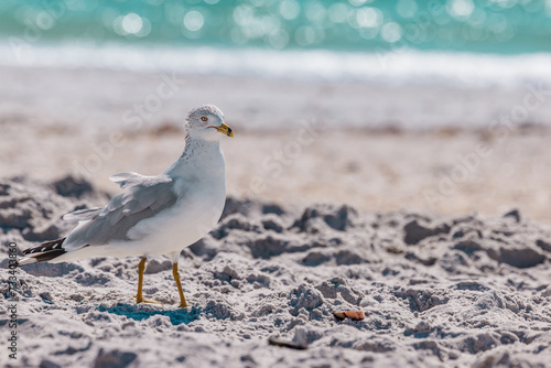 фотографія Seagull standing on sandy Florida beach