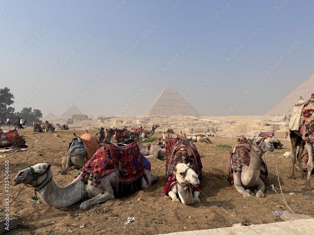Fototapeta premium Kamele warten auf die Touristen bei den Pyramiden von Giseh