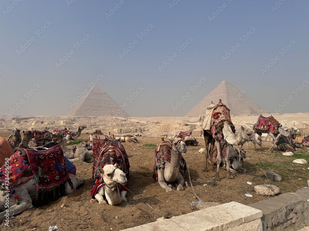 Fototapeta premium Kamele warten auf die Touristen bei den Pyramiden von Giseh