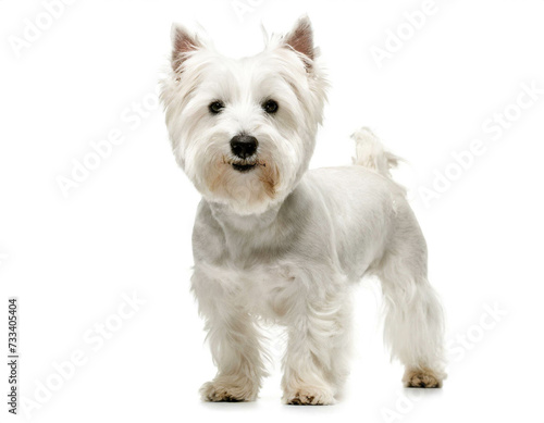 West Highland White Terrier stehend isoliert auf weißen Hintergrund, Freisteller