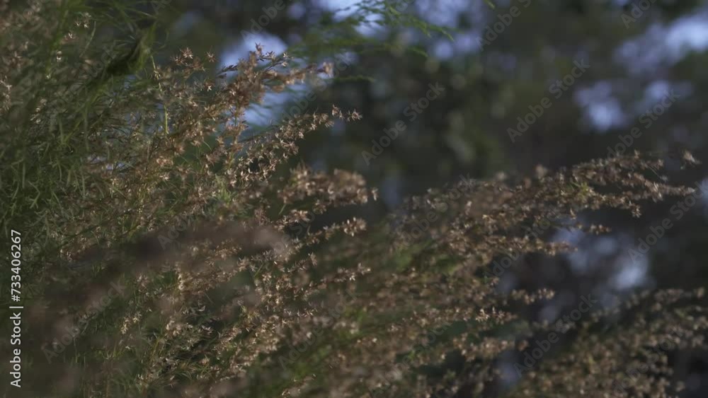 Grass flowers swaying in the wind with gentle sunlight in the morning. Long green leaves from the grass moving with bokeh grassland backgrounds. Grass flowers swaying in the wind with gentle sunlight in the morning. Long green leaves from the grass moving with bokeh grassland backgrounds.