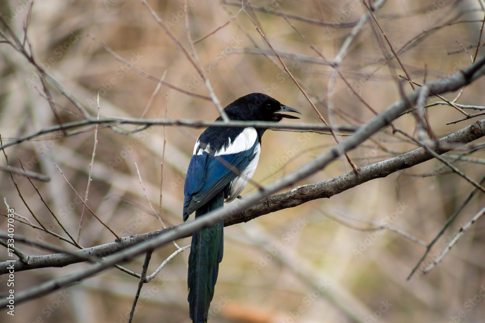 Fototapeta premium magpie bird standing on a tree branch in a forest area
