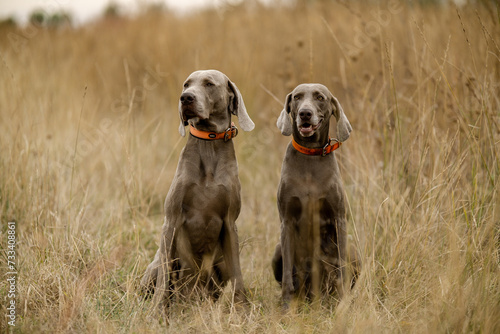 Weimar pointing dogs on the hunt. Hunting with a dog for large birds. Autumn hunting with a dog.