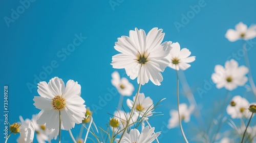  a bunch of white flowers with a blue sky in the backgrounnd of the flowers is a bunch of daisies in the foreground, and a few other daisies in the foreground.