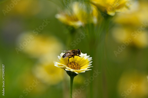 Abeille qui butine une fleur dans la nature © Thierry