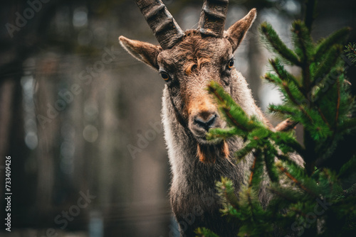 portrait and head shot of a swiss ibex capricorn mountain goat feeding in the zoo behind an evergreen tree