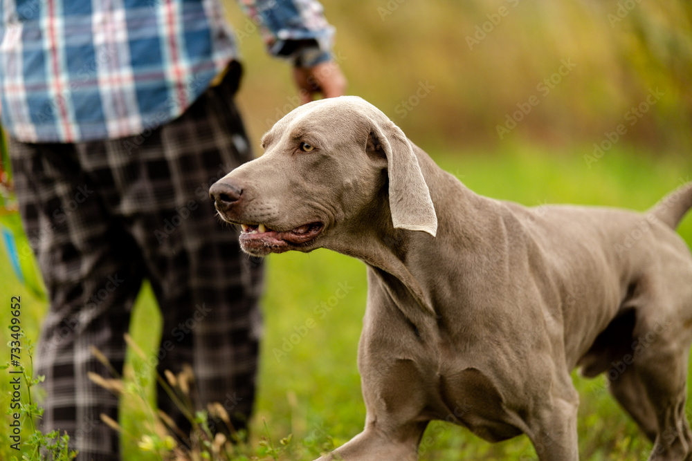 Weimaraner on the hunt. Breeding hunting dogs. Weimaraner on the hunt. Breeding hunting dogs.