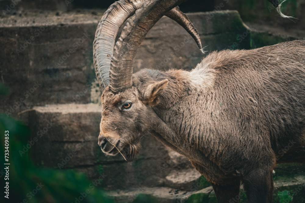 portrait of a capricorn ibex in the swiss mountains, zoo portrait of a capricorn ibex in the swiss mountains, zoo