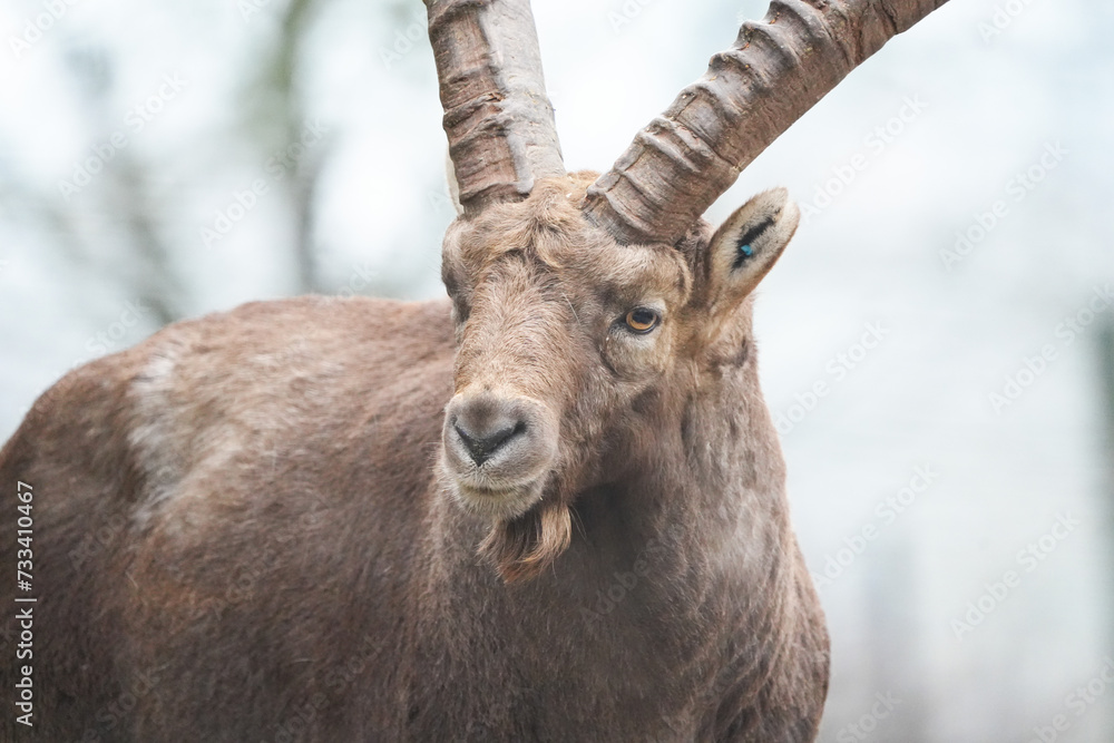 portrait of an Ibex, swiss capricorn in the zoo with huge horns portrait of an Ibex, swiss capricorn in the zoo with huge horns