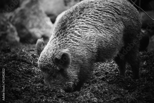 wild boar in the woods, tierpark langenberg, takin in the zoo photo