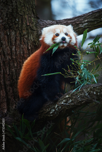 Red Panda (Ailurus fulgens) on the tree