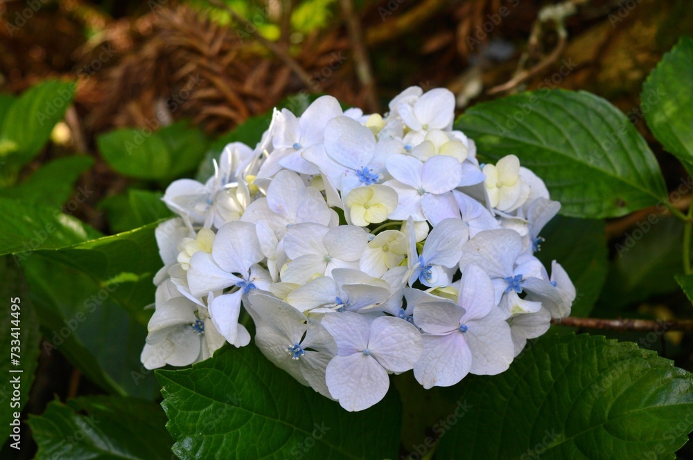 Blooming of an hydrangea flower in white and blue colors and its vibrant green leaves. Blooming of an hydrangea flower in white and blue colors and its vibrant green leaves.