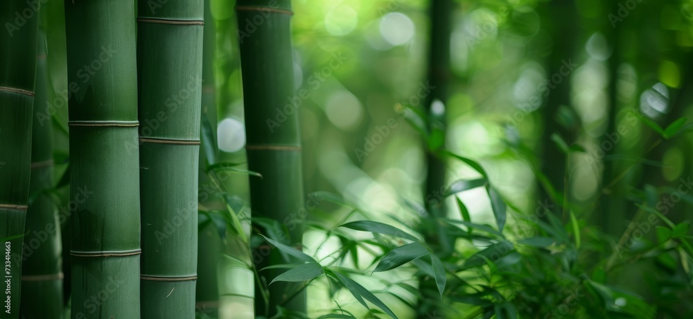 A serene bamboo forest with tall green stems and lush foliage creating a tranquil natural environment. - obrazy, fototapety, plakaty 