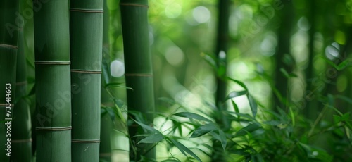 A serene bamboo forest with tall green stems and lush foliage creating a tranquil natural environment.