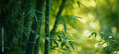 A serene bamboo forest bathed in dappled sunlight creating a tranquil and lush green environment.