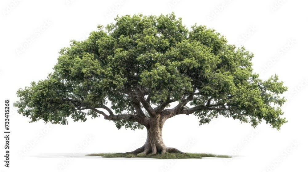 oak tree isolated on a white background oak tree isolated on a white background