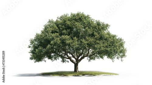 oak tree isolated on a white background