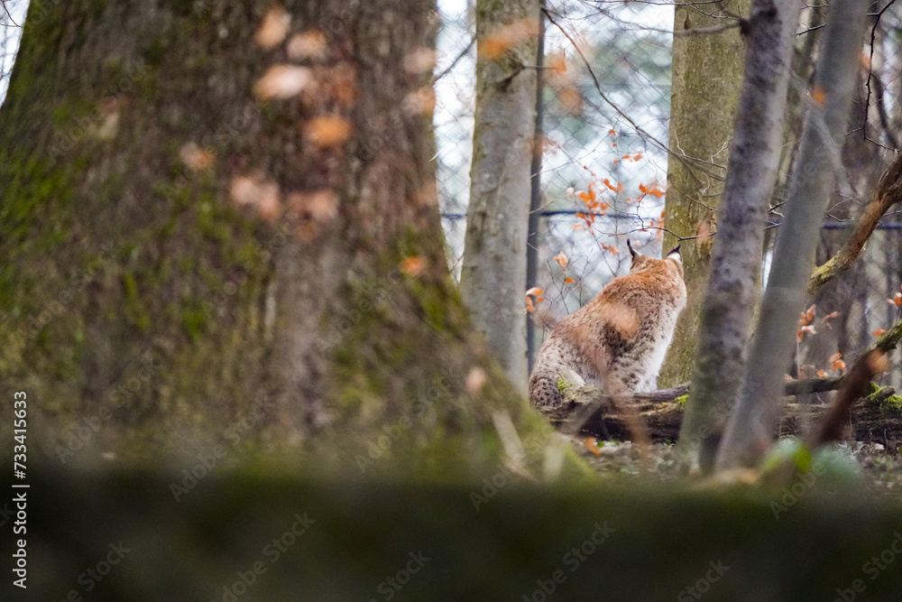 eurasian lynx in its confinement in the backdrops of trees eurasian lynx in its confinement in the backdrops of trees