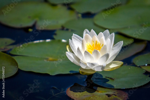 Water Lily on a Pod