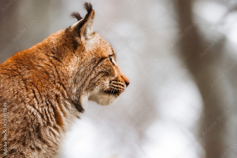 Obraz premium close up headshot of an eurasian lynx from the side in Tierpark Langerberg in Switzerland, Swiss