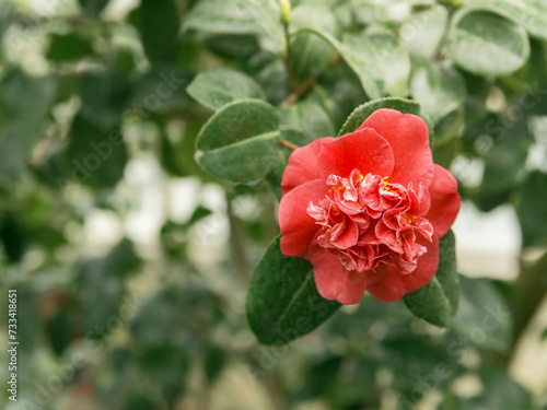 Pink camellia flower on the branch © gannusya