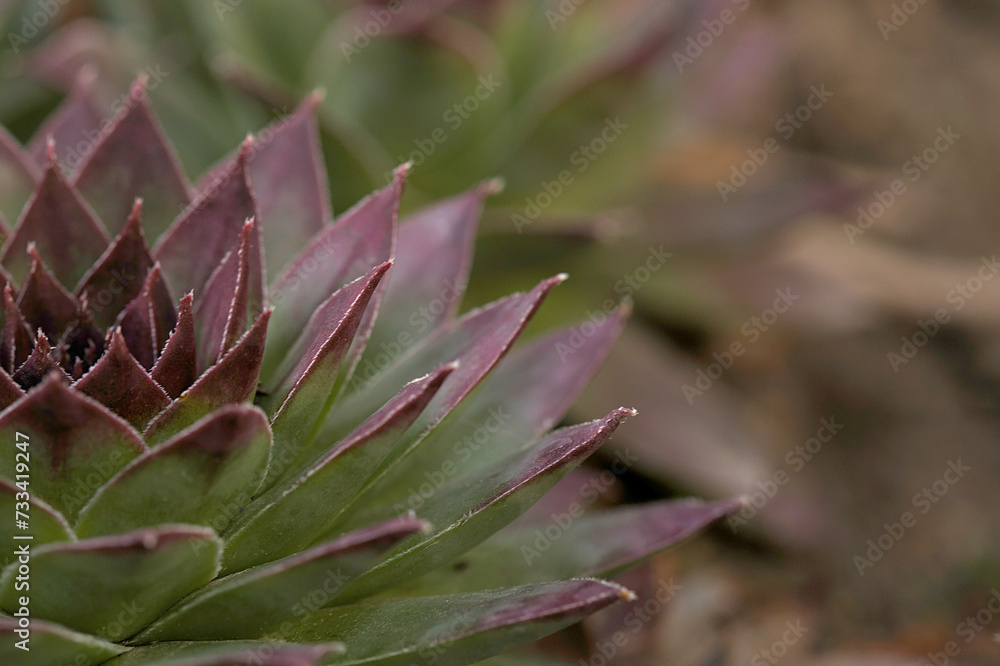 an interesting plant photographed up close an interesting plant photographed up close
