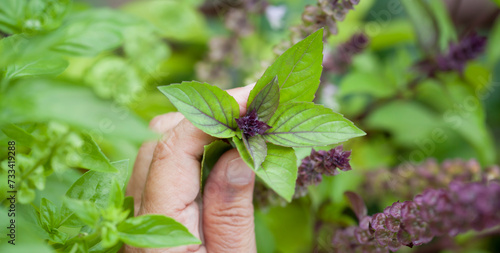 Harvest of sweet Thai cinnamon  basil herb in the medicinal garden.