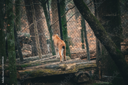 european lynx bobcat standing guard in its enclosure in the zoo photo